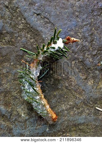 Frozen Sitka Spruce Needles in Crispy Ice