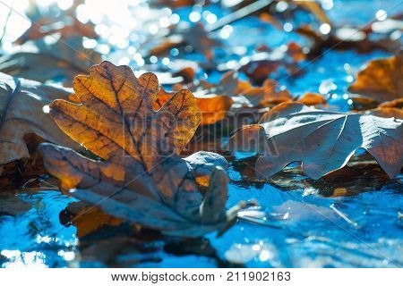 Dried Oak Leaf Is On The Ice. Autumn Landscape.