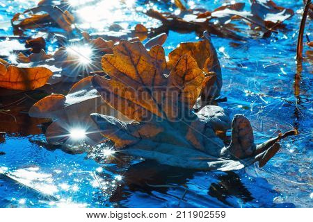 Dried Oak Leaf Is On The Ice. Autumn Landscape.