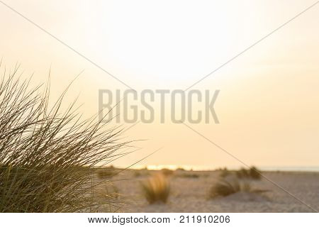 Dutch beach dunes and grass on sunset