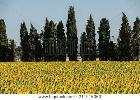 Sunflowers field near Arles in Provence France