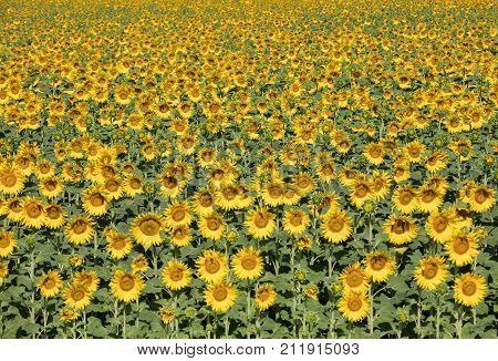 Sunflowers field near Arles in Provence France