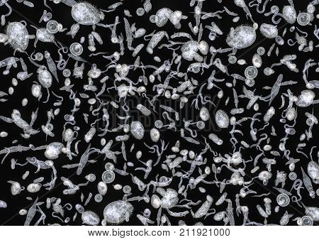 micrography showing lots of various translucent freshwater microorganisms in dark back