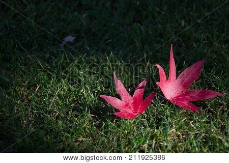 Two red maple leaves on the grass at park in the light