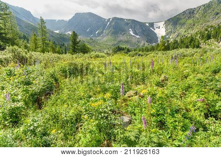 Meadow With Wildflowers Near Fourth Lake Of Karakol Lakes In Altai Republic. Russia