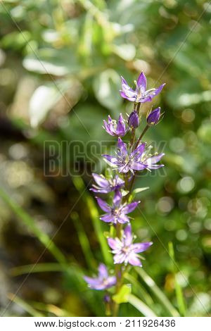 Swertia obtusa flower. Karakol lakes in Iolgo Range. Altai Republic Siberia. Russia