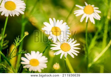 Chamomile blooming flowers in sunlight. Beautiful nature.