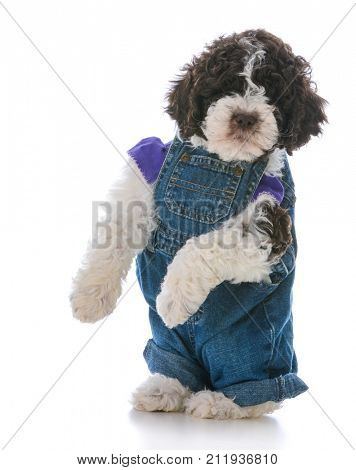 lagatto romagnolo puppy wearing clothing on white background