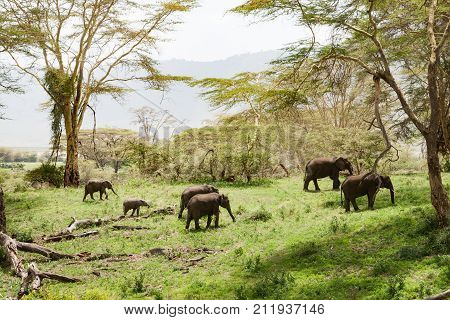 Family of elephants wandering through the jungle