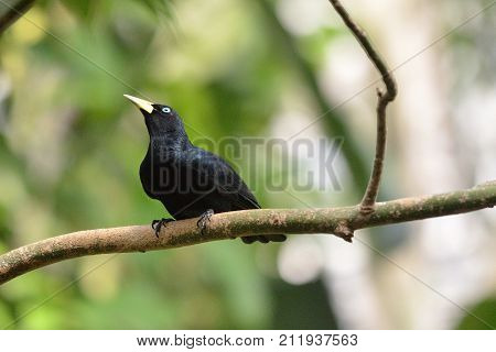 Yellow rumped cacique on the branch, Cacicus cela, CZ