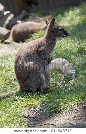 the red necked wallaby is feeding her joey joey