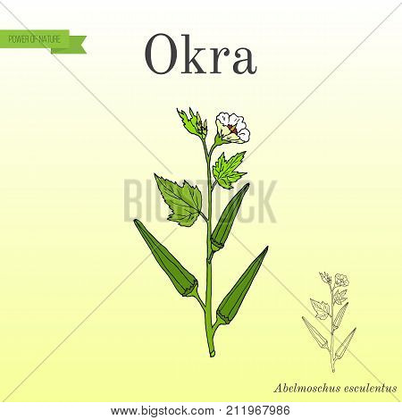 Okra Abelmoschus esculentus , or Lady Finger, or gumbo, food plant. Hand drawn botanical vector illustration
