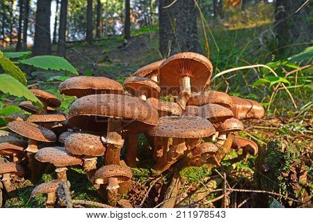 armillaria ostoyae solidipes mushroom cluster in the forest