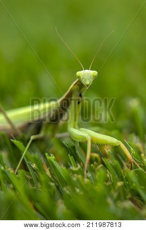 Mantis on flower, Mantis religiosa, beautiful evening sun, Czech republic. Beautiful sunset light with insect. Mantis in the nature. Wildlife scene from meadow.