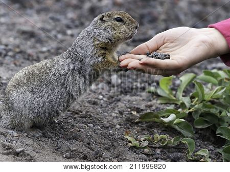 Beringian gopher takes a treat from the hands of a woman