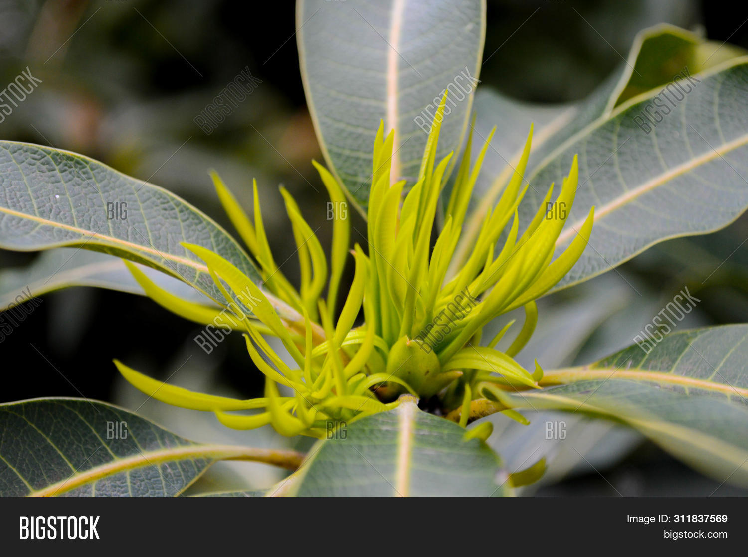 Growth Bud Mango Tree Image & Photo (Free Trial) Bigstock