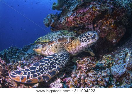 A Beautiful Close Up Shot Of A Green Turtle Hiding Under The Rocks In Blue Water