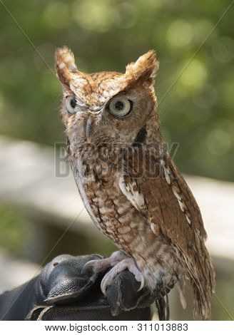 A Handler At The Pine Knools Shore Aquarium Displays A Screech Owl To The Public