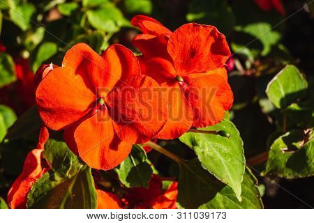 Balsamine Or New Guinea Impatiens Red Flowers In Summer On The Dark Background