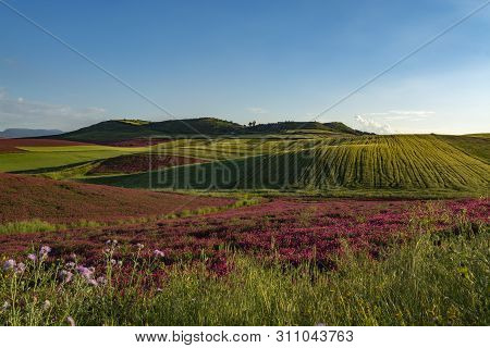 Landscape With Red Blossom Of Honey Flowers Sulla On Pastures And  Green Wheat Fields On Hills Of Si