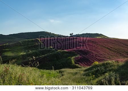 Landscape With Red Blossom Of Honey Flowers Sulla On Pastures And  Green Wheat Fields On Hills Of Si