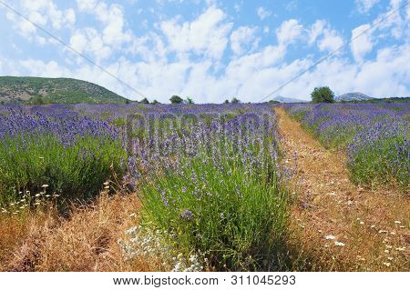 Lavender Field In Mountain Valley Of Dinaric Alps. Bosnia And Herzegovina, Republika Srpska, Zubacko