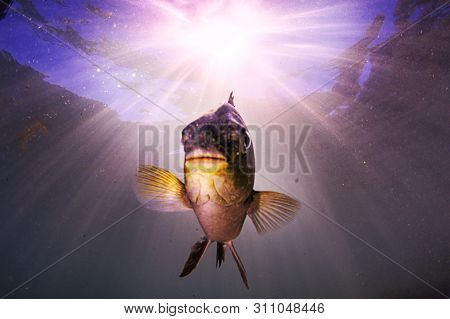 Fish In The Sunburst On A Shallow Reef