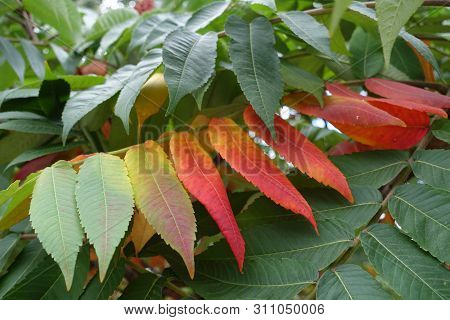 Colorful Leaves Of Rhus Typhina In Autumn