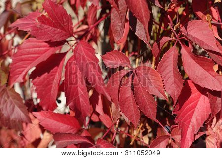 Backdrop - Red Leaves Of Parthenocissus Quinquefolia In October