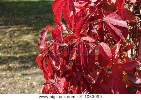 Crimson Red Leaves Of Parthenocissus Quinquefolia In October