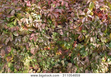 Pale Green And Purple Leaves Of Parthenocissus Quinquefolia In October