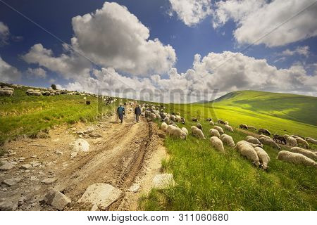 A Flock Of Sheep On A Mountain