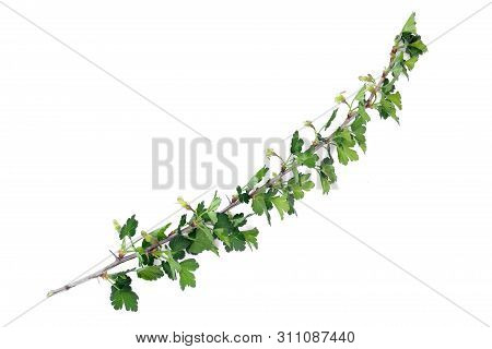 Gooseberry Tree Branch Isolated On A White Background.