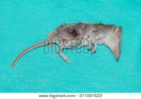 Mouse Experimental Dead Gray On A Blue Background For Medicine
