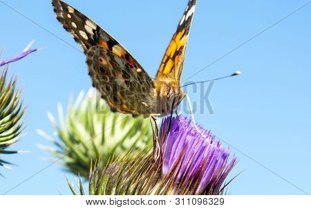 Bright Butterfly On A Purple Prickly Flower. Breakfast On A Sunny Morning.