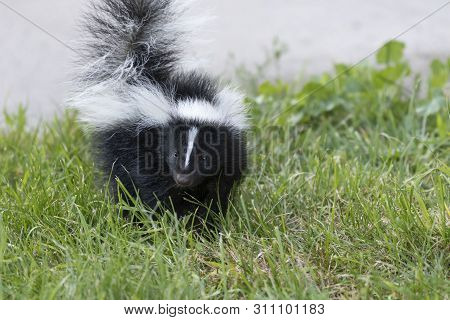 Young Striped Skunk (mephitis Mephitis) Near The Human Dwelling