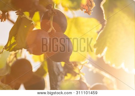 Close Up Of Bush Branch Jostaberry In Summer Day