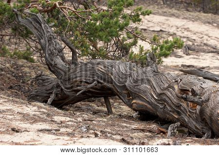 An Old Dry Tree Lies On The Sand. Beautiful Texture. Needles On The Sand, Green Needles.