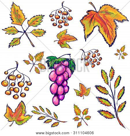 Set Of Autumn Elements: Orange And Yellow Leaves, Rowan Berries, A Bunch Of Grapes. Sketch