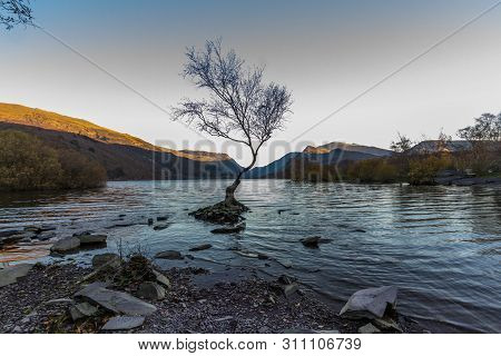 Lone Tree In Lake Padarn With Snowdonia Welsh Mountains In The Background, Llanberis