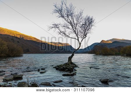 Lone Tree In Lake Padarn With Snowdonia Welsh Mountains In The Background, Llanberis, Autumn Or Fall