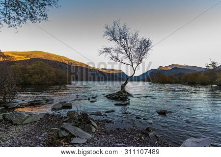 Wide Angle Of Lone Tree In Lake Padarn With Snowdonia Welsh Mountains In The Background, Llanberis
