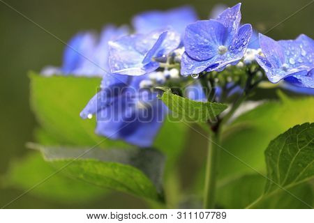 Hydrangea Macrophylla F.normalis In Kamakura, Kanagawa, Japan (one Purple Flower)