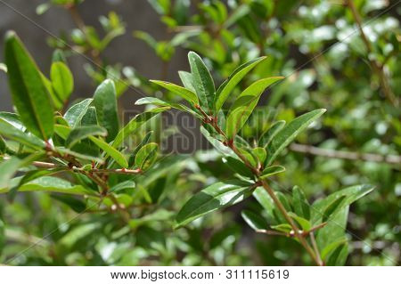 A Green Garden Shrub With Little Leaves