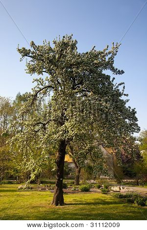파이 러 스 salicifolia
