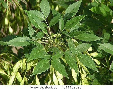 Inflorescence Of Young Leaves On A Sunny Day