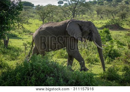 African Bush Elephant Walks Past Leafy Bushes