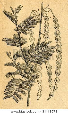 Acacia à gomme - vieux illustration par un artiste inconnu du Botanika Szkolna na Klasy Nizsze, aut