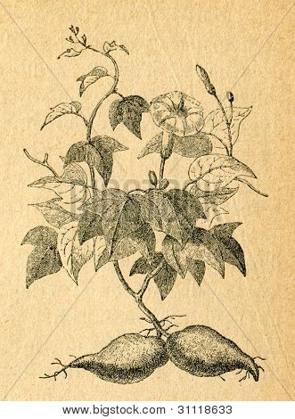 Patate douce - vieux illustration par un artiste inconnu du Botanika Szkolna na Klasy Nizsze, auteur Joze