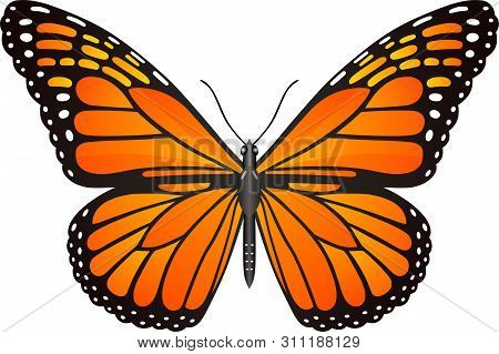 Cethosia Biblis Butterfly Vector Image For Web Design And Print